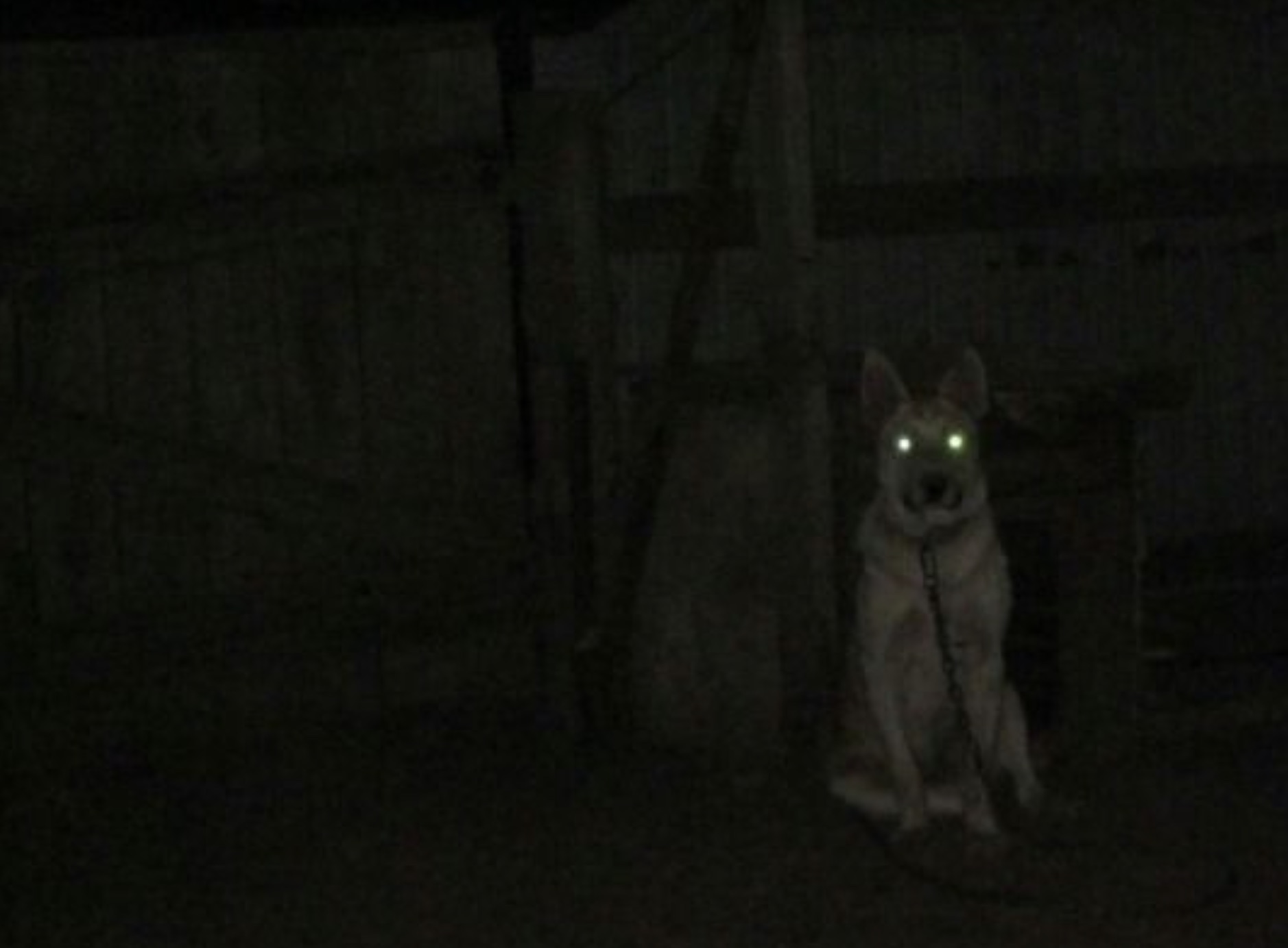 czechoslovakian wolfdog